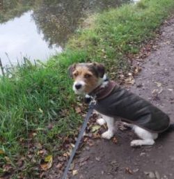 In general, Cav-a-Jacks are not usually the best fit for a household with an existing cat. They  ...