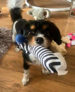 As a newer mixed dog breed, there isn’t a whole lot of concrete information about the Cav- ...