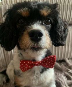 The Jack Russell Terrier began as a small game hunter dog, where the breed’s tenacity and  ...