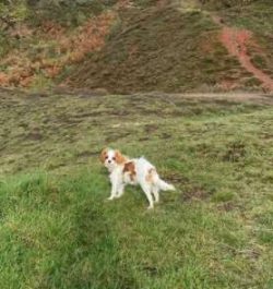 The Cav-a-Jack has become known as a designer dog breed, but many of them unfortunately end up i ...