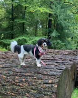 Most weigh in at 13 to 18 pounds and range in height from ten to 17 inches. Female Cav-a-Jacks c ...