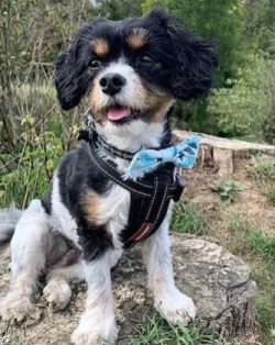 When it comes to the Cav-a-Jack’s personality, you can think of this mixed breed as like a ...