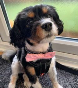 Balancing out the mixed breed’s playful side, they also love to be around people–the ...