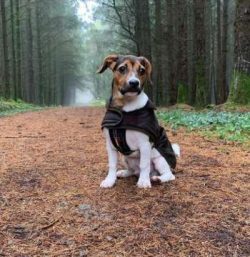 As a heads up: The Cav-a-Jack does have a feisty and independent side, so you’ll need to e ...