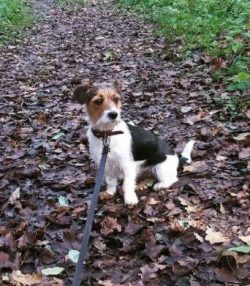 Despite their small size, the Cav-a-Jack is a dog with high energy and exercise needs. Try and a ...