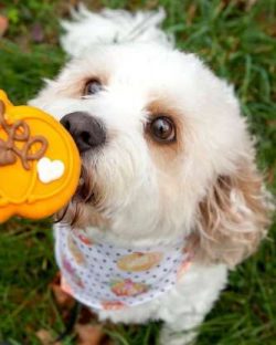 The Cavachon is a mixed breed dog–a cross between the Cavalier King Charles Spaniel and Bichon F ...