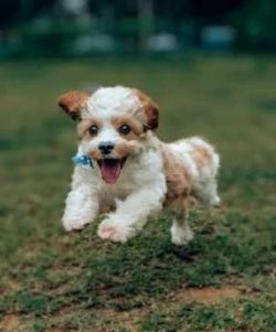 Cavachons don’t go by many other names with the exceptions of Cavalier-Bichon or Bichon-King Cha ...