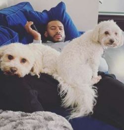 Cavachons usually have medium-length coats, and they’re generally considered to be a good  ...