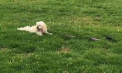Cavachons are fairly easy to groom. A good brushing three to four times a week should do the trick. 