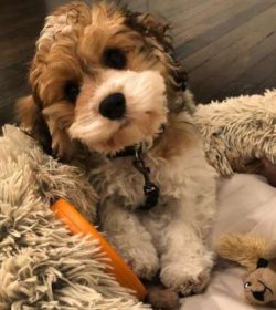 Most Cavachons get along well with children and love to play. However, as with all dogs, play ti ...