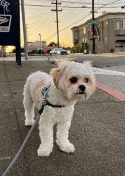 The Cavachon is social and enjoys the company of other dogs, as long as they receive their fair  ...