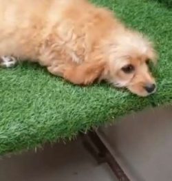 The Cavachon dog breed may have existed naturally over the years, but designer breeders started  ...