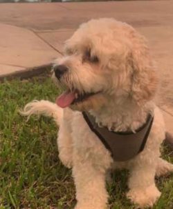 Breeders wanted to mix the two parent breeds to make an adorable companion dog. Mixing breeds al ...