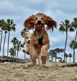 Even though the Cavachon breed got its start as a designer breed, some have ended up in shelters ...