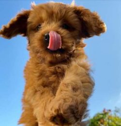 Check your local shelters, look up Cavachon rescues, or check with breed-specific Bichon Frise a ...