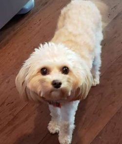 These dogs are charmers and may want to meet everyone who crosses their paths. If you take them  ...