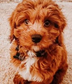The Cavapoo is a mixed breed dog — a cross between the Cavalier King Charles Spaniel and Poodle  ...