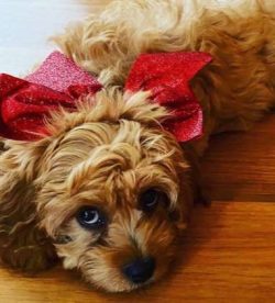 These adorable pups make amazing family pets, as they’re outgoing and adore attention. While the ...