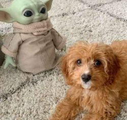 The Cavapoo is a mixed-breed dog.  They are not purebreds like their Cavalier King Charles Spani ...