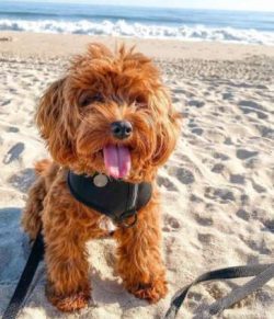 Cavapoo coats can be a variety of colors, including cream, fawn, chocolate, gold, chestnut, and  ...