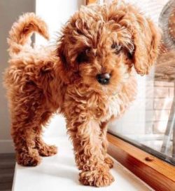 Cavapoos usually have short, soft, and wavy or curly coats. They require weekly brushing; althou ...