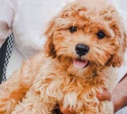 The Cavapoo loves everyone in the family and generally enjoys romping around with kids. That sai ...