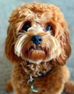The Cavapoo dog breed may have existed naturally over the years, but designer breeders in Austra ...