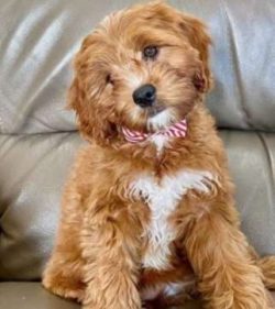 Breeders wanted to mix the outgoing and calmer nature of the Cavalier King Charles Spaniel with  ...