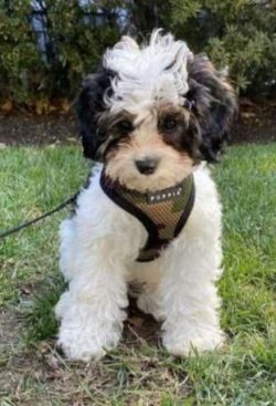 Even though the Cavapoo mixed breed got its start as a designer breed, some have ended up in she ...