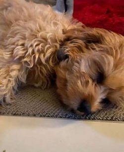 Check your local shelters, look up Cavapoo rescues, or check with breed-specific Cavalier King C ...
