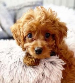 As the Cavapoo is a relatively new breed, there are few standards when it comes to size. That sa ...