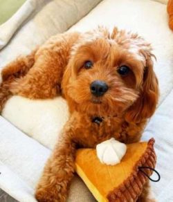 Cavapoos have boomed in popularity because they have such an amicable and winning personality. T ...