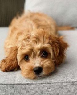 The Cavapoo is an intelligent breed and lives for your validation and praise. This makes Cavapoo ...