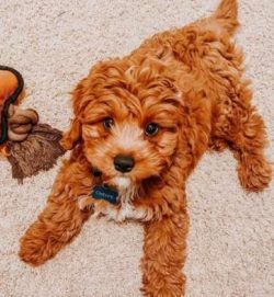 As they can be somewhat attached-at-the-hip, it is important to train your Cavapoo early so they ...