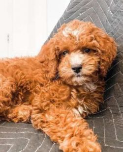 Cavapoos tend to get along with everyone and may even greet an intruder with a wag of their tail ...