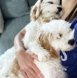 The Cavapoo breed is predisposed to some of the same conditions that the Cavalier King Charles S ...