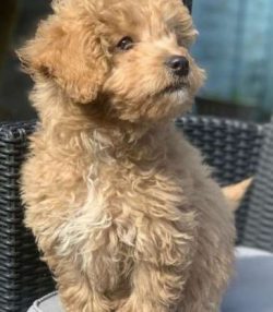 An ideal Cavapoo diet should be formulated for a small- to medium-sized breed with high energy l ...