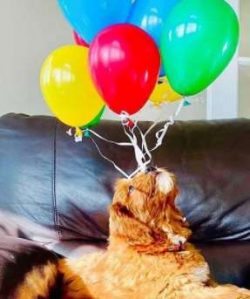 They have a tendency to gain weight if they’re overfed, so you should stick to a regular f ...