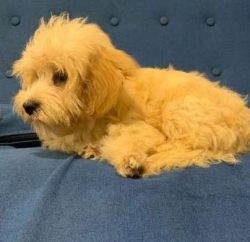 Cavapoos’ coats are often a mix of both their Cavalier King Charles Spaniel and Poodle par ...