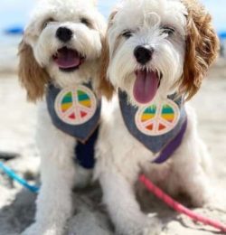 They usually have short, soft, and wavy or curly coats. They can become quite the fluffballs, th ...