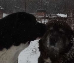 The Central Asian Shepherd Dog is a big, strong, and independent dog breed. These purebred dogs  ...