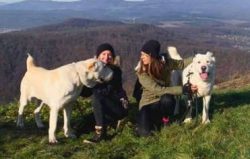 The Central Asian Shepherd Dog would be a great addition for a person or family in a home with a ...