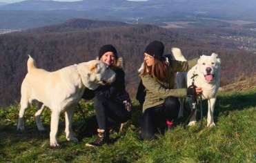 The Central Asian Shepherd Dog would be a great addition for a person or family in a home with a ...