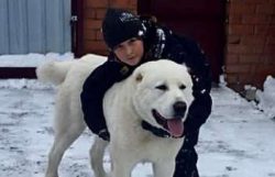 The Central Asian Shepherd Dog’s coat comes in a variety of colors, the most common being  ...