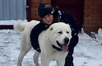 The Central Asian Shepherd Dog’s coat comes in a variety of colors, the most common being  ...