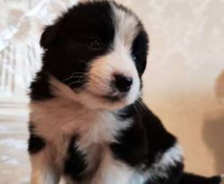 The Central Asian Shepherd Dog will bond and play well with kids, especially those in their fami ...