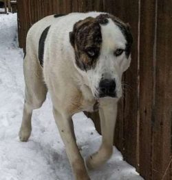 Central Asian Shepherd Dogs will usually get along great with cats and other dogs but especially ...