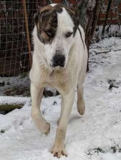 The Central Asian Shepherd Dog is not categorized as a high energy breed but has a lot of endura ...