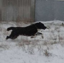 If a predator approaches, these dogs are courageous and not known for backing down. They’r ...
