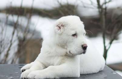 As the product of natural selection, they are a strong, healthy, and resilient breed. Territoria ...